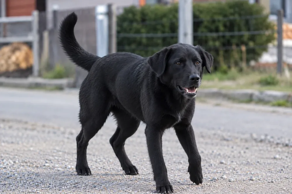 perro negro
